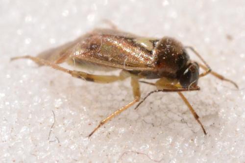 Réf. 251 729 : Orthops sp.